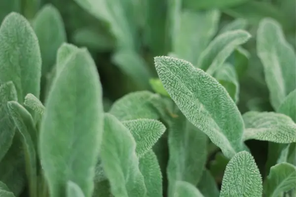 como_cuidar_das_plantas_em_ambientes_fechados