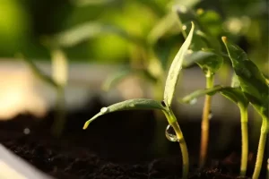 cultivando_alimentos_em_paredes