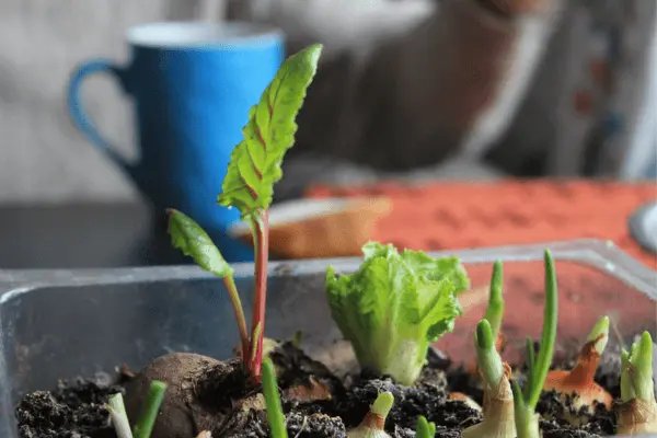 plantas_para_uma_horta_de_apartamento